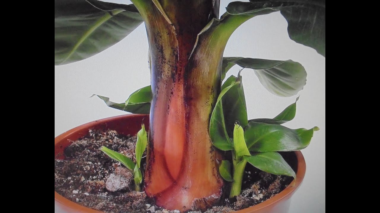 Bananenstaude umtopfen/Bananenpflanze Ableger(Kindle)vereinzeln/Bananenpalme Ableger abtrennen