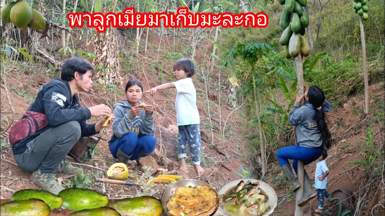 พาลูกเมียเข้าสวนเก็บมะละกอ แกงปลาแห้งใส่ผักกาด ทอดไข่สำหรับอาหารเที่ยง-บ่าวยืง