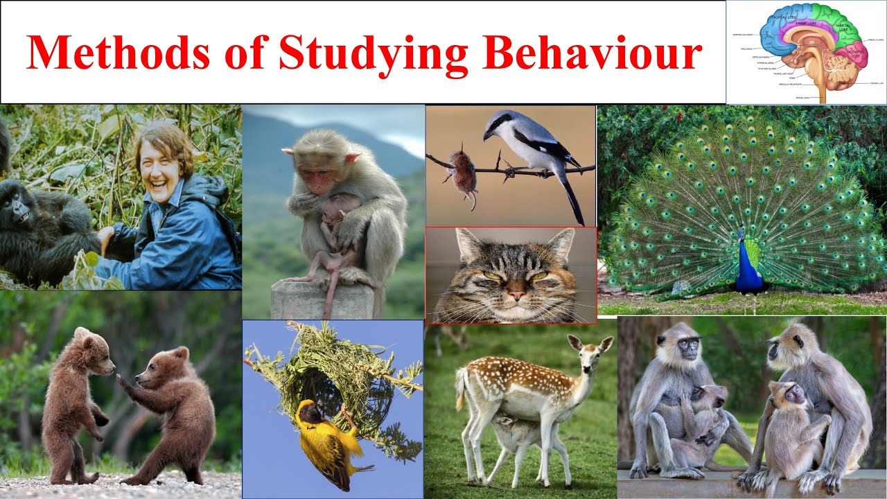 Methods of studying animal behaviour | Focal Animal sampling | Scan Sampling Methods | Wild method