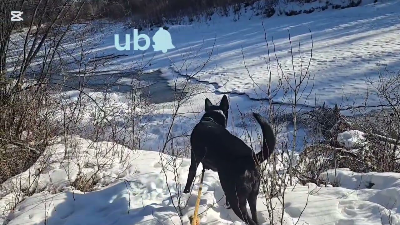 Peaceful Snowy River Walk 🐾❄️ | Dog ASMR Adventure