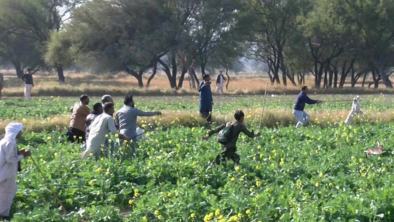 Shikar Khargosh |  Greyhounds Chasing Rabbits | Coursing Dog | Khargosh ka Shikar Chakwal 22