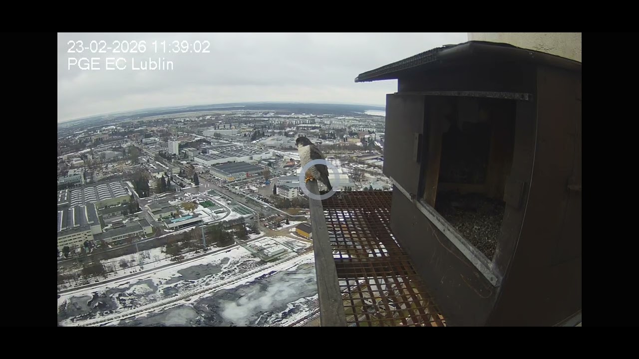 Lublin_23.02.2026_ samiec sokoła o imieniu Czajnik czeka na Niemkę 4VE