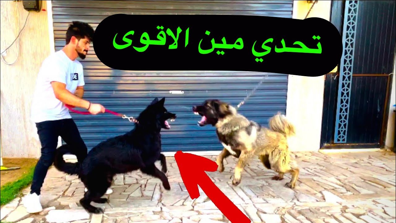 كلب القوقازي مع الجيرمن مين الاقوى