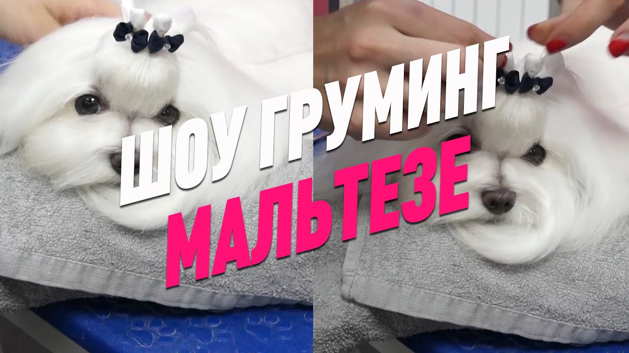 ШОУ ГРУМИНГ МАЛЬТЕЗЕ / ОФОРМЛЕНИЕ ТОП-НОТА / МАЛЬТИЙСКАЯ БОЛОНКА / GROOM SCHOOL