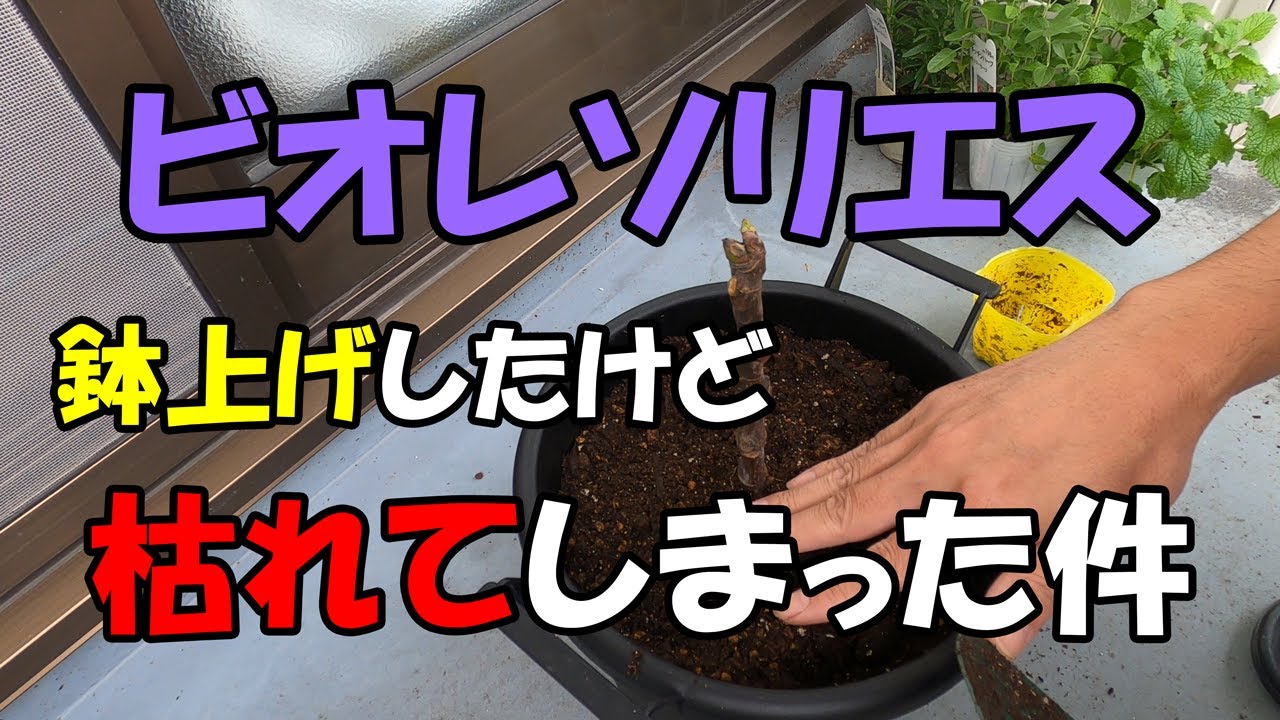 ビオレソリエスを鉢上げしたけど枯れてしまった件