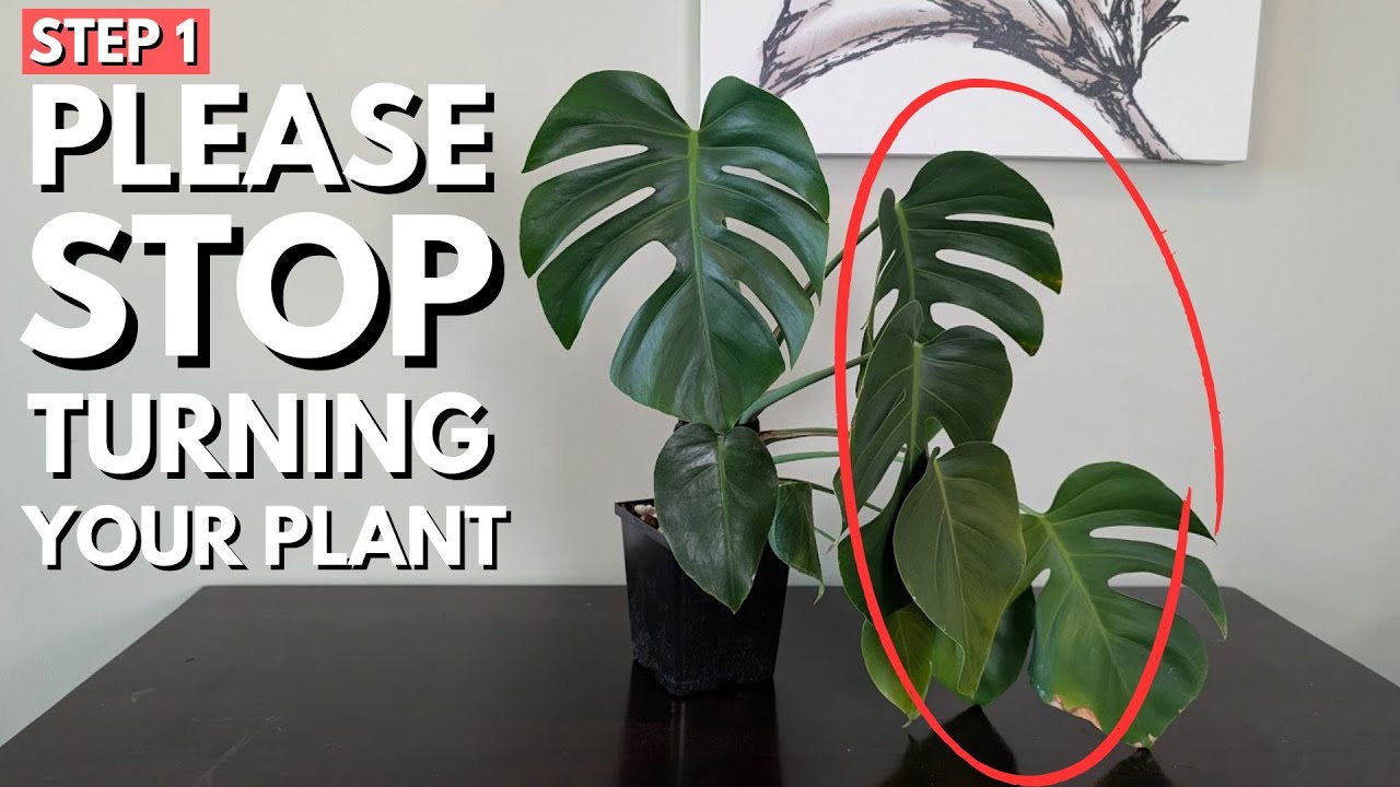 How to grow a better looking Monstera
