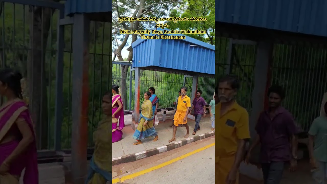 #Tirumala#Tirupati#Ttd#Shree#Swami#Temple#Devotional#Pilgrim#Travel#Vlog#Shorts#Viral#Video#Trending