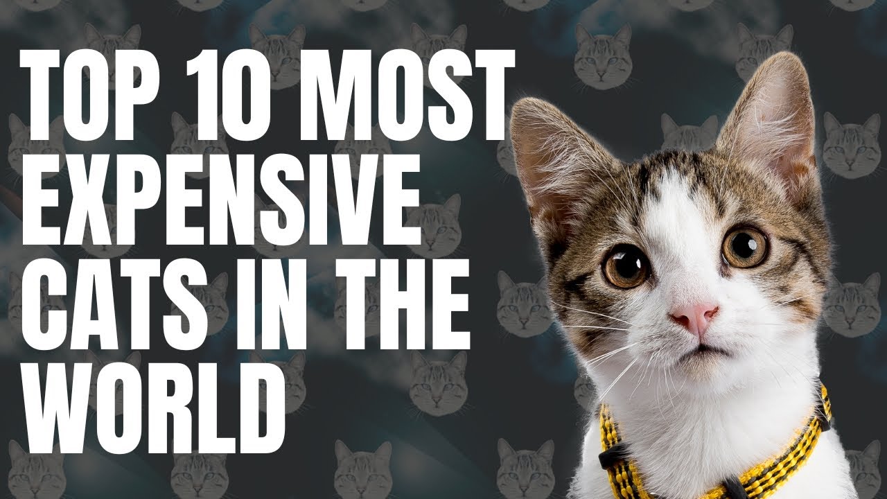 Top 10 Most Expensive Cats in The World