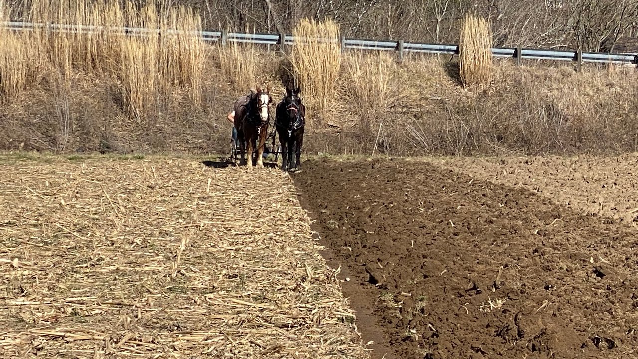 Peaceful plowing with horses