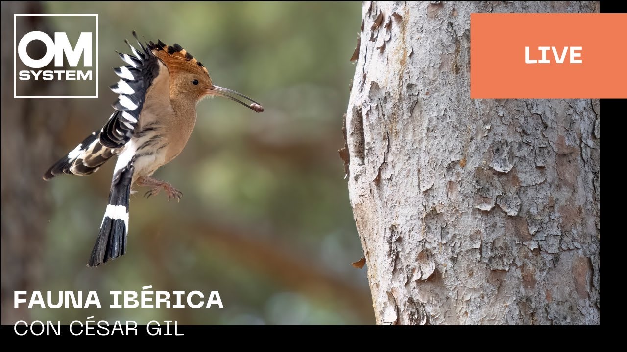 Español | Fauna ibérica con César Gil