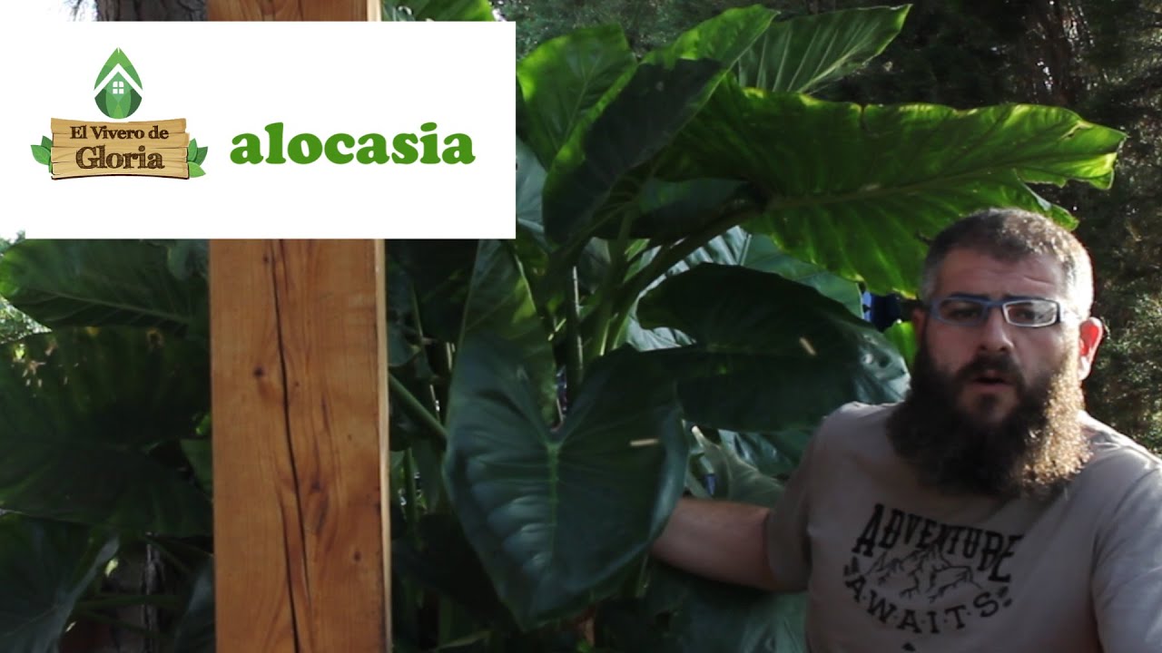 🐘LA ALOCASIA OREJA DE ELEFANTE 🐘{cuidados y consejos}