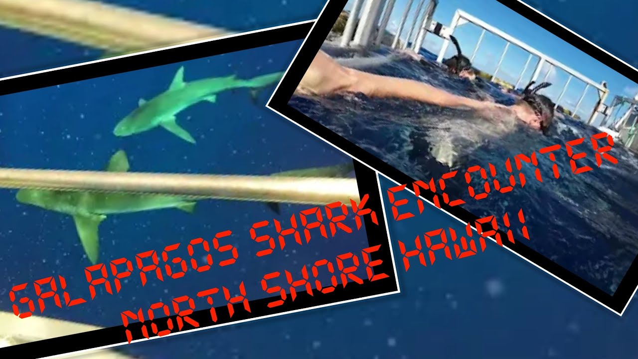 A Shark Encounter North Shore Oahu Hawaii Shark Diving Experience