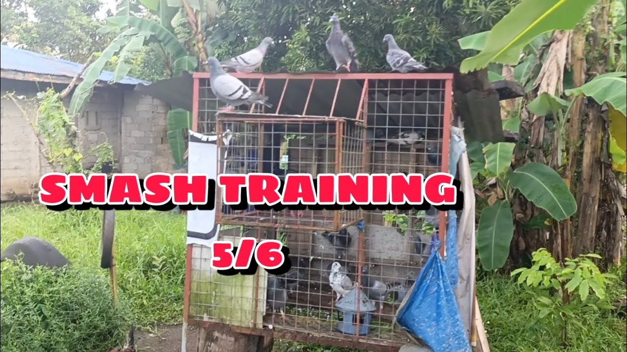 (LATE UPLOAD) 3RD CLUB TRAINING LAGAS NAMAN TAYO ISANG KALAPATI #PIGEON #pigeonracing #racingpigeon