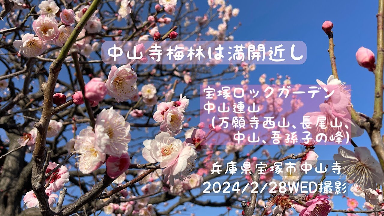 中山寺梅林は満開近し