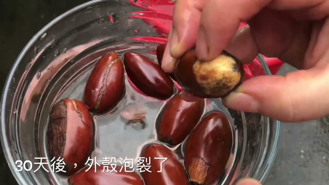 How to grow egg fruit?台灣仙桃種植