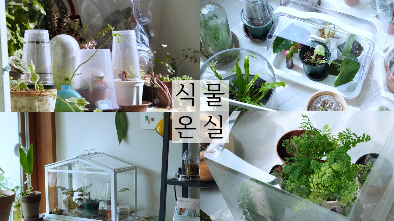 어린 식물을 케어하는 식물온실 10가지ㅣ유묘, 삽목 식물, 베고니아, 아디안텀ㅣ잎마름 예방