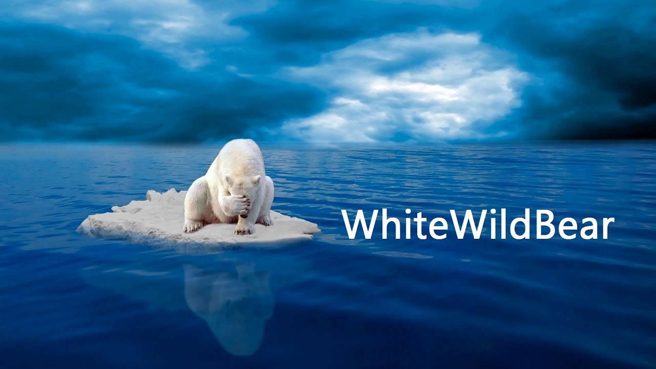 WhiteWildBear Best | Chillstep Mix