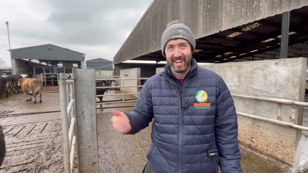 Transition cow herd - David Gannon Farm Profitability Programme