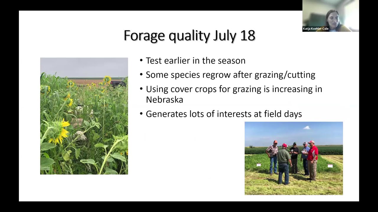 Summer Annuals for Forage and Soil Health
