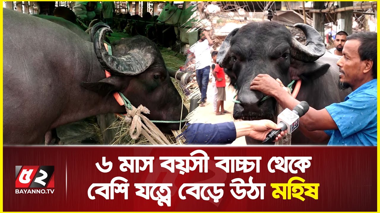 ৬ মাস বয়সী বাচ্চা থেকে বেশি যত্নে বেড়ে উঠা মহিষ, ওজন ১৬ মণ | Eid ul adha | water buffalo