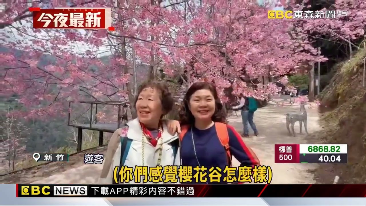 超美！新竹霞喀羅登山步道 200株櫻花大爆發@newsebc