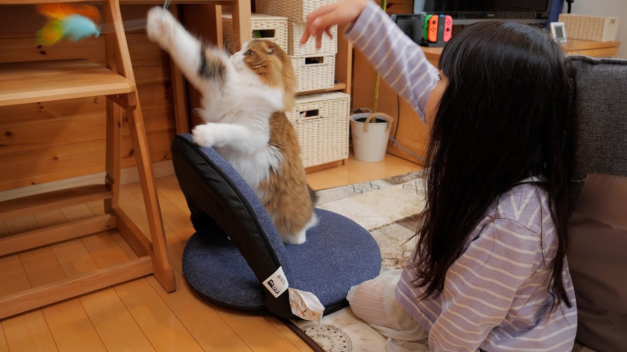 娘と猫じゃらし対決をする猫