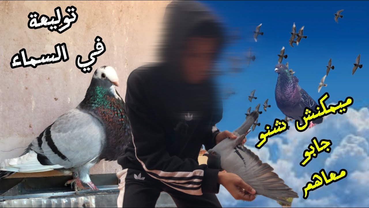 حياة مولوع :توليعة في السماء🕊️😍ميمكنش شنو دارو🤯😱جابوا حمامة جديدة 😱😍