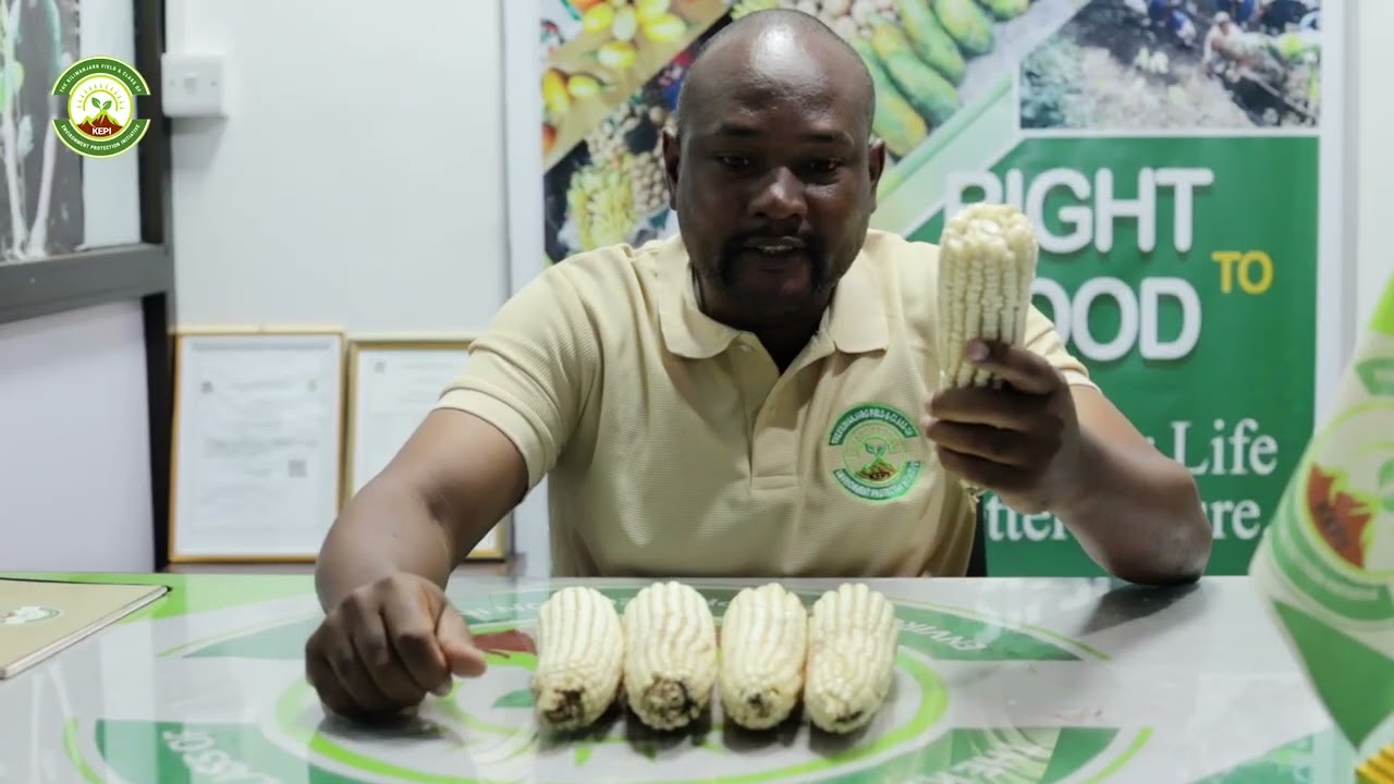 MATOKEO YA MBOLEA YA KEPI KWENYE MAHINDI