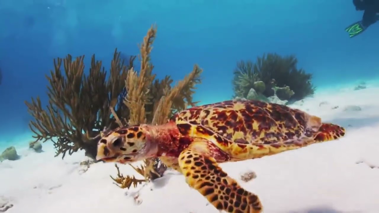 PADI Reactivate