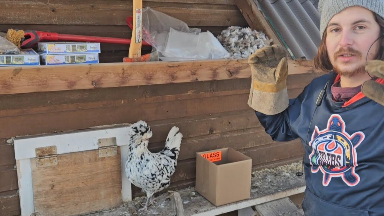 One continuous shot of chickens and mice | Another VLOG #248