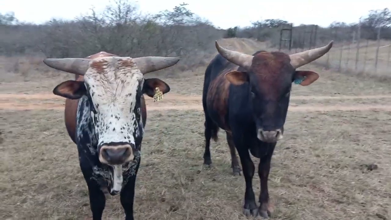 NGUNI CATTLE       Veldt bulls field visit in the winter bushveld TT BALL NGUNI