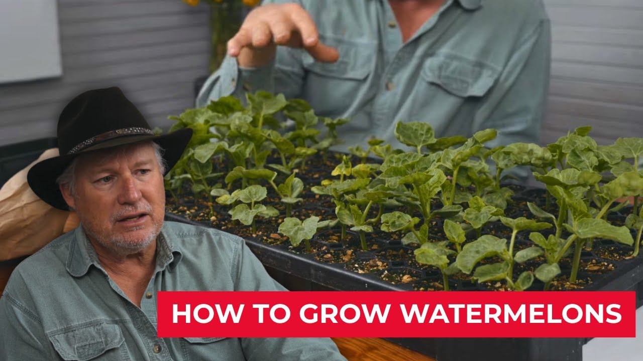Watermelon Growing Strategy