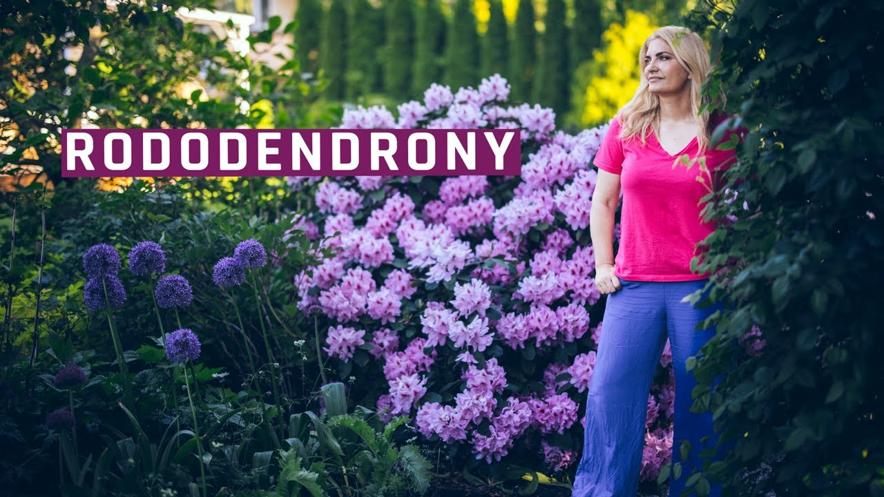 Rododendrony - azalie i różaneczniki w moim ogrodzie