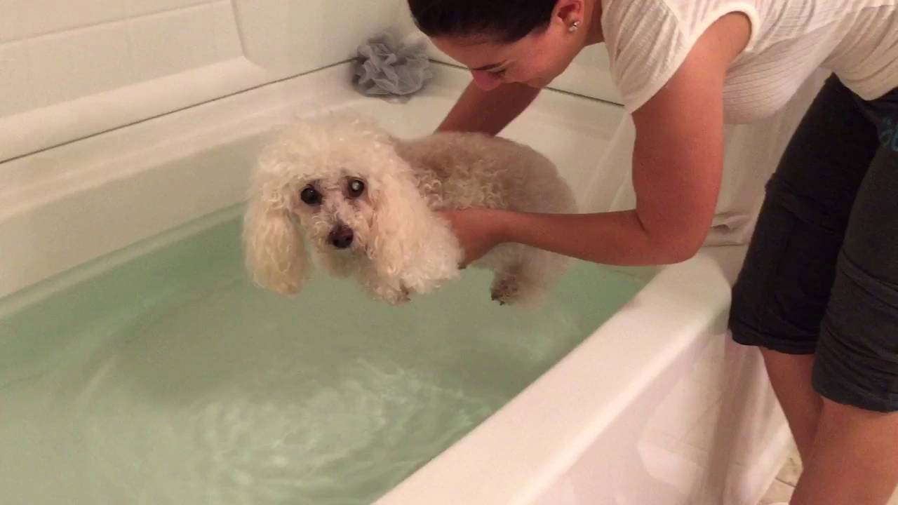 Dog swimming over water