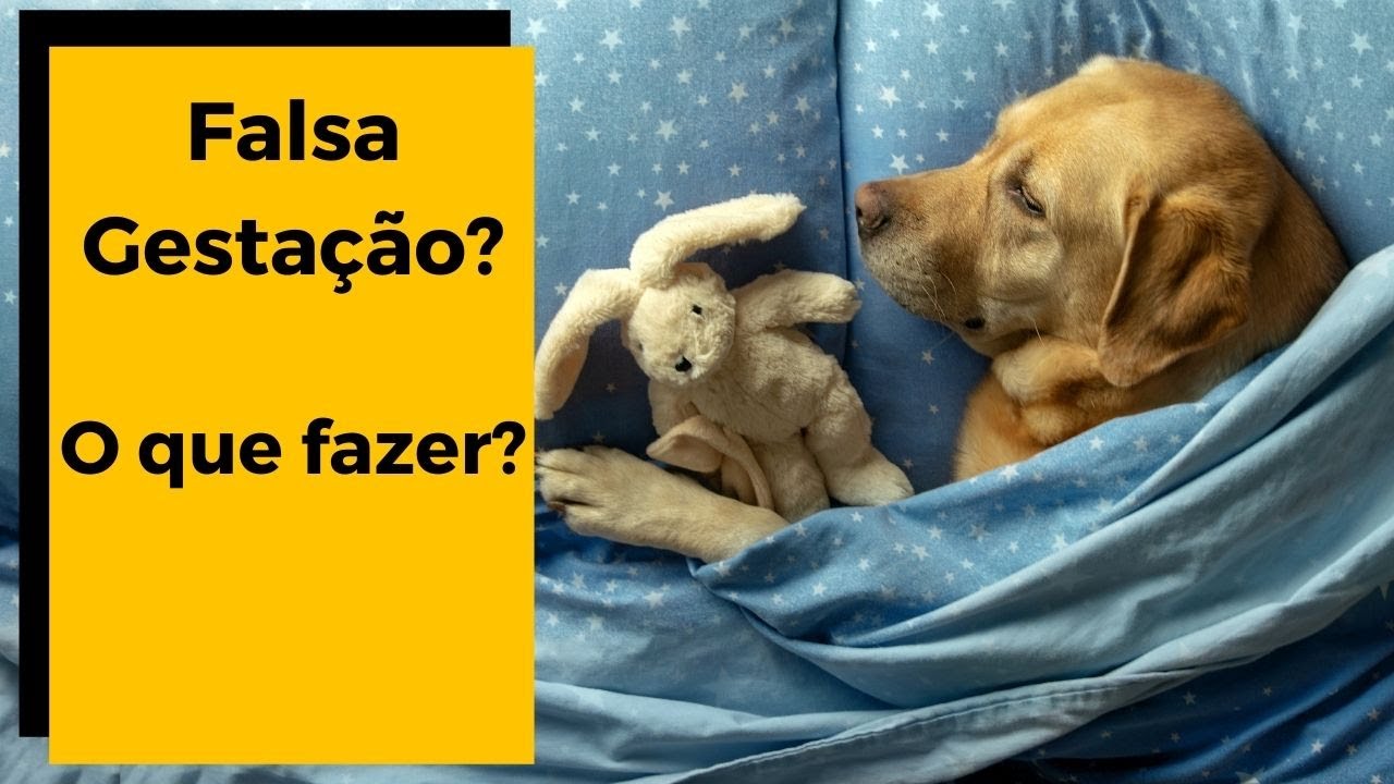 ✅    GRAVIDEZ PSICOLÓGICA EM CADELAS: Sintomas e tratamento !!! 🐶
