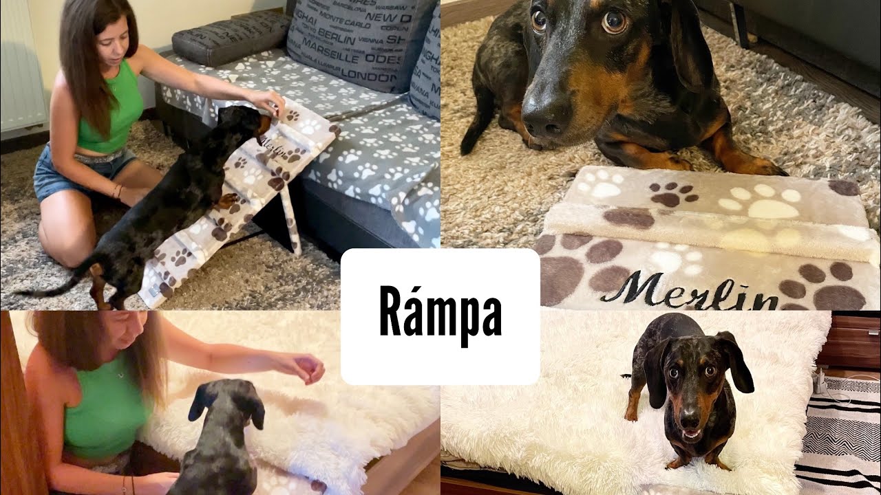 Kutya rámpa🐶