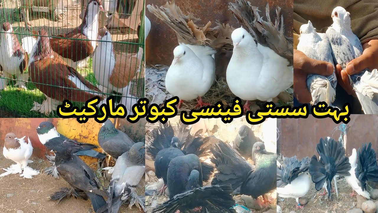 Fancy Kabootar Market Kallar Syedan Latest Update || Fancy Pigeon Market Vlog || Kabutar Mandi !!