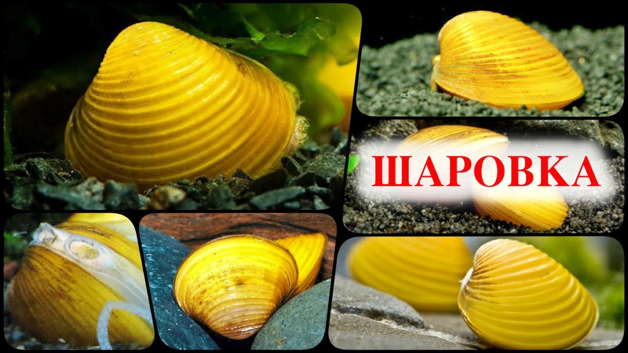 Шаровка Яванская в аквариуме