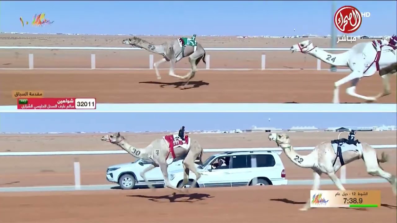 الشوط12 حيل  عام  صباح يوم  الاثنين 29-12-2025 من #مهرجان_الملك_عبدالعزيز_للإبل10