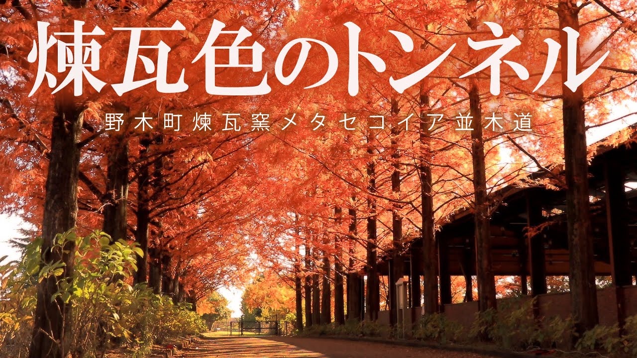 レンガ色のメタセコイア並木道とフクロウの神社で紅葉狩り/野木町/栃木観光旅行vlog