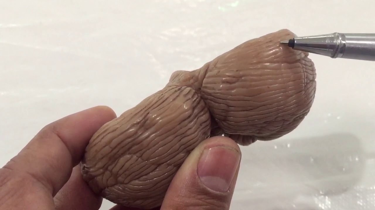 Anatomía del Cerebelo