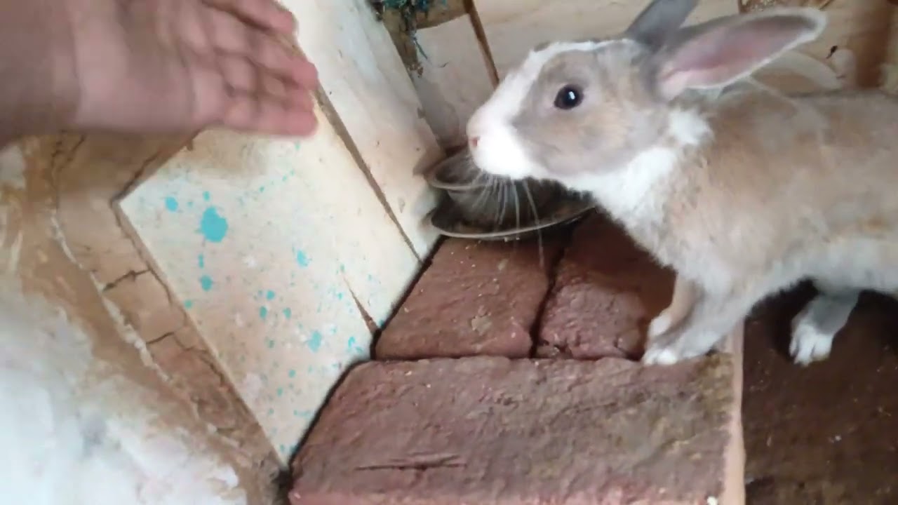 #rabbit 😘😚🐰🐇 house 🏡🏠