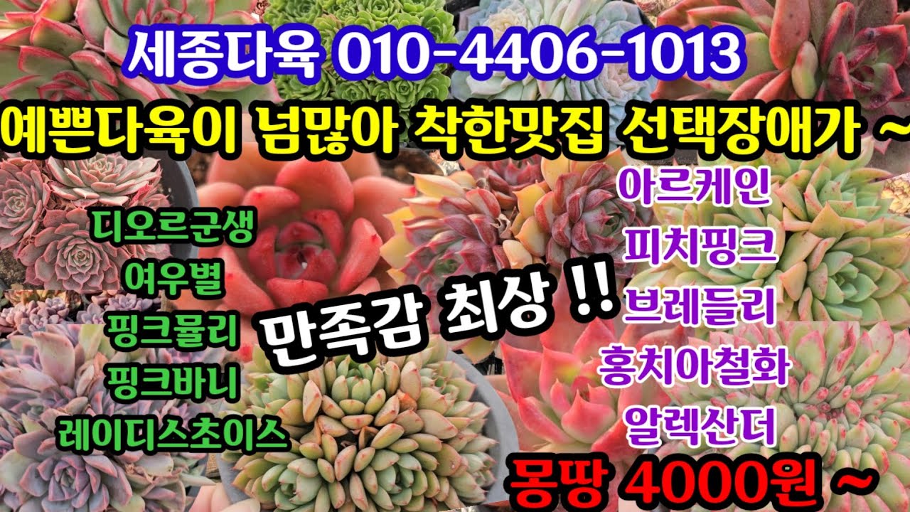 #다육이쇼핑 #세종다육 010-4406-1013 (25.11.6)색감 수형 건강 가격 최상🌸 완연한 가을 다육이로 득템 하세요 🤗