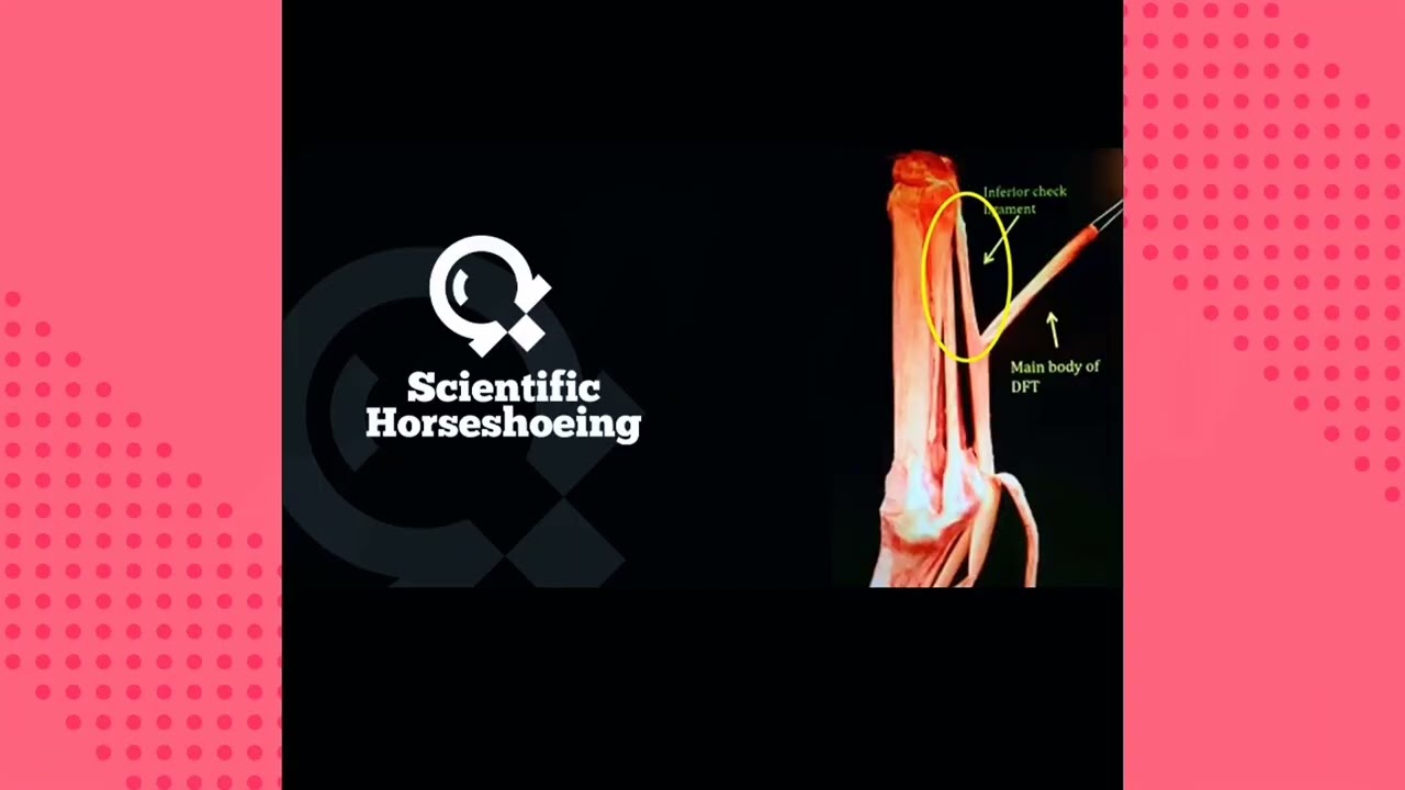 Do you know that Without ligaments, our bones would move uncontrollably.