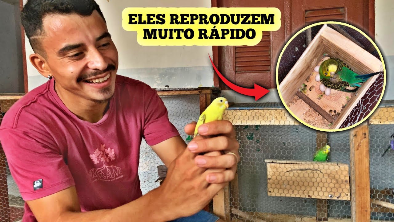 CRIAÇÃO DE PERIQUITO AUSTRALIANO - REPRODUZEM MUITO FÁCIL.