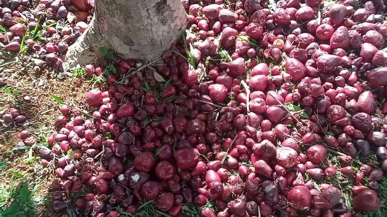 OLHA O TANTO DE JAMBO QUE EU COLHI.