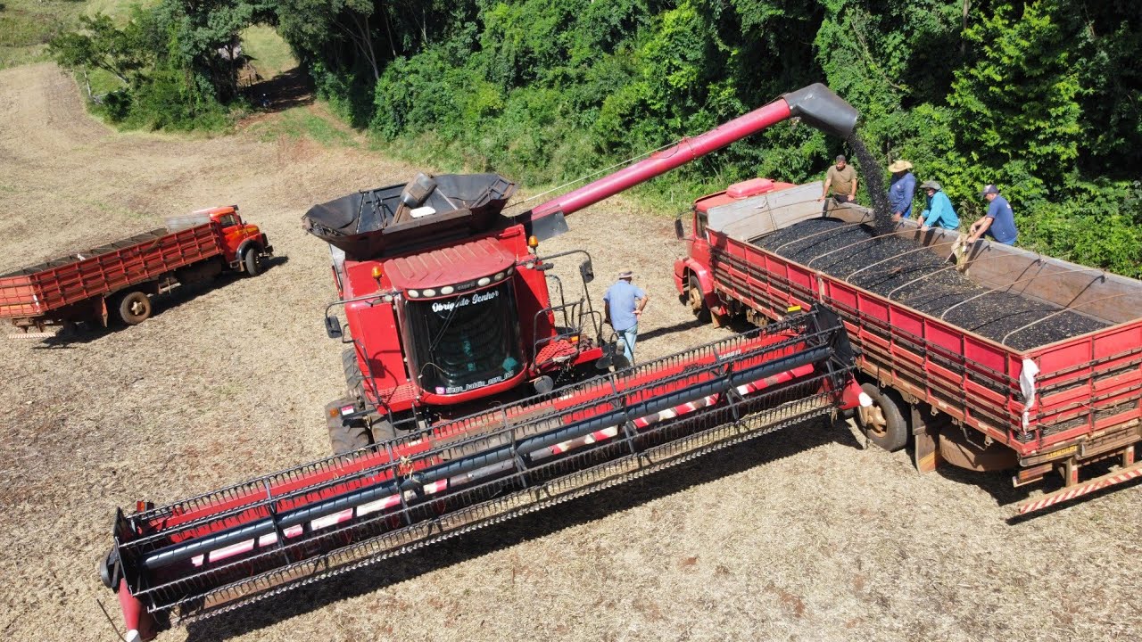 COLHEITA DO FEIJÃO COM A CASE 2688 - Feijão de 110 por alqueire!