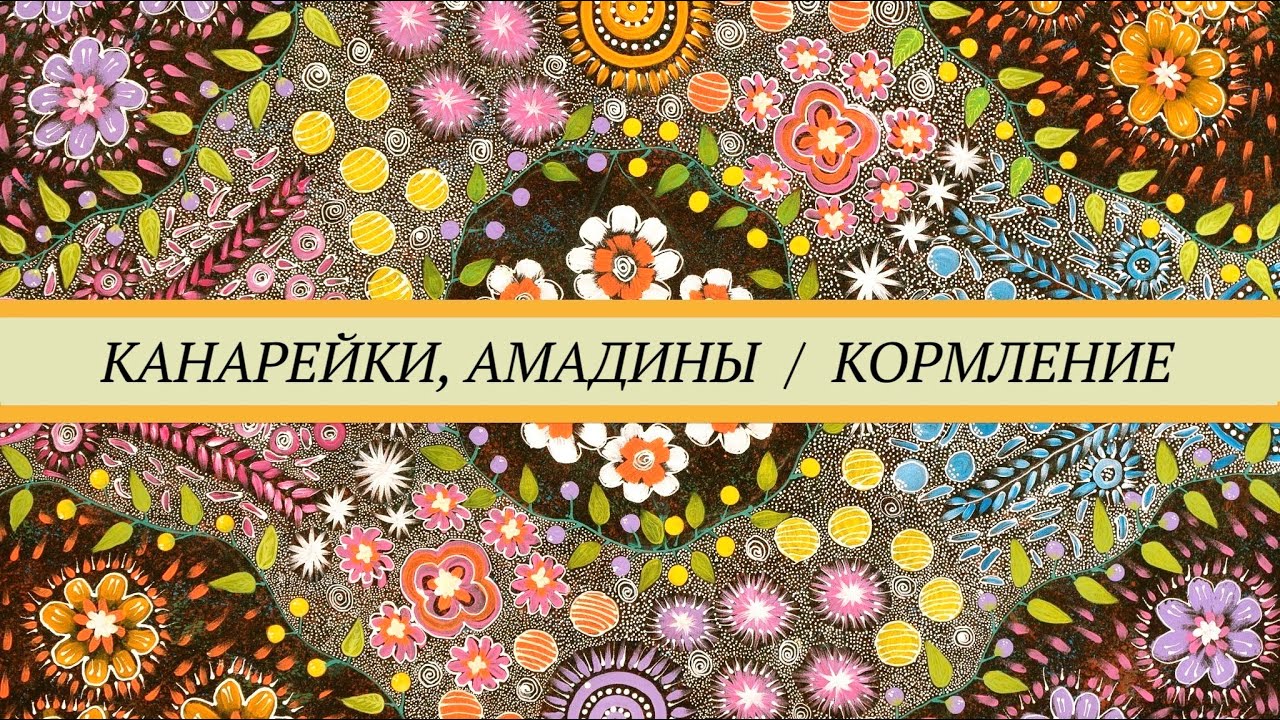 Чем кормить канареек и амадин. Зерновые смеси, зелень, фрукты, овощи,  животные корма, минералы.