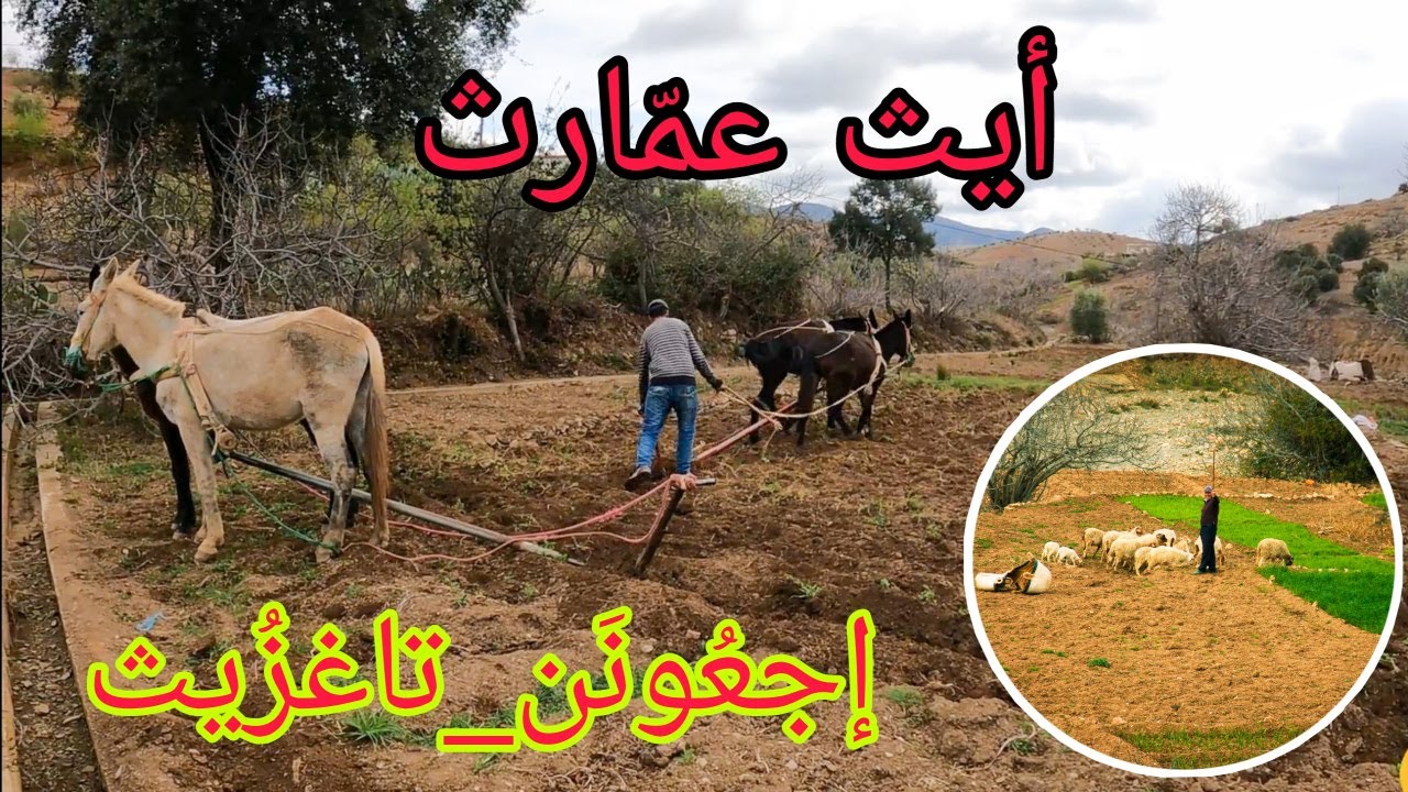 مغامرتي الثانية في قبيلة أيث عمارث / إجعون _ تاغزويث