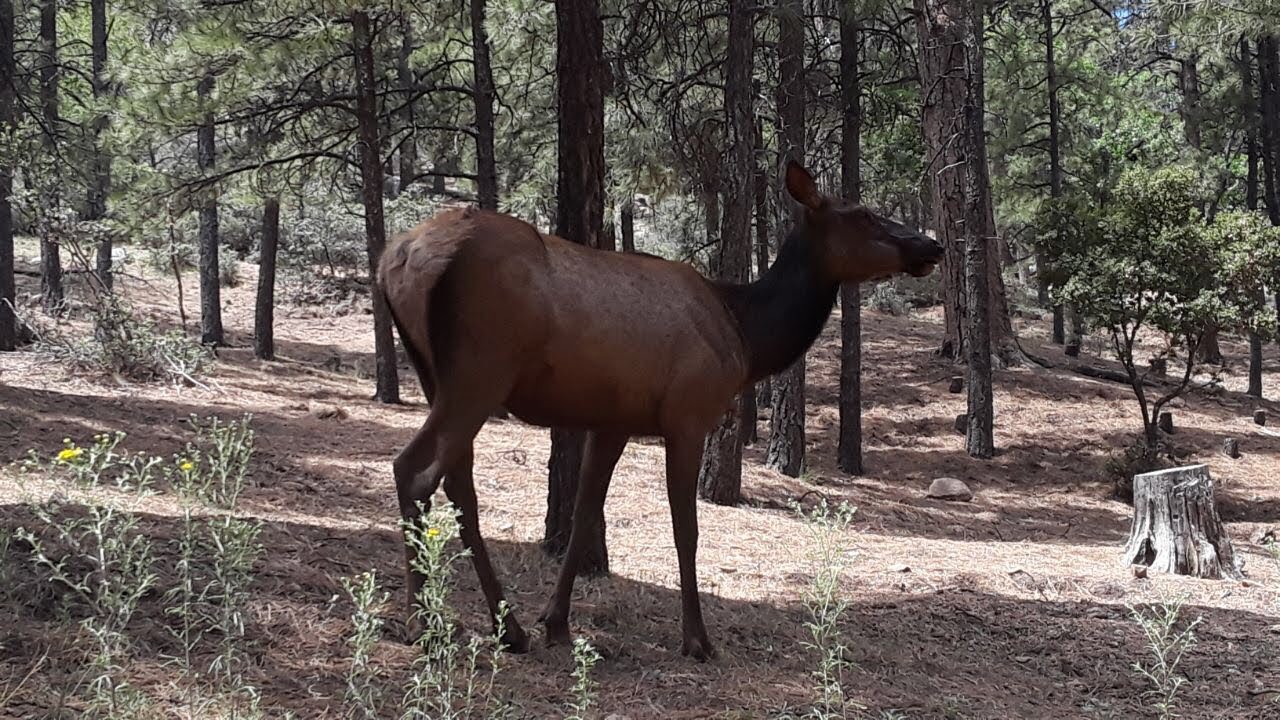 Hualapai Mountain  Wildlife